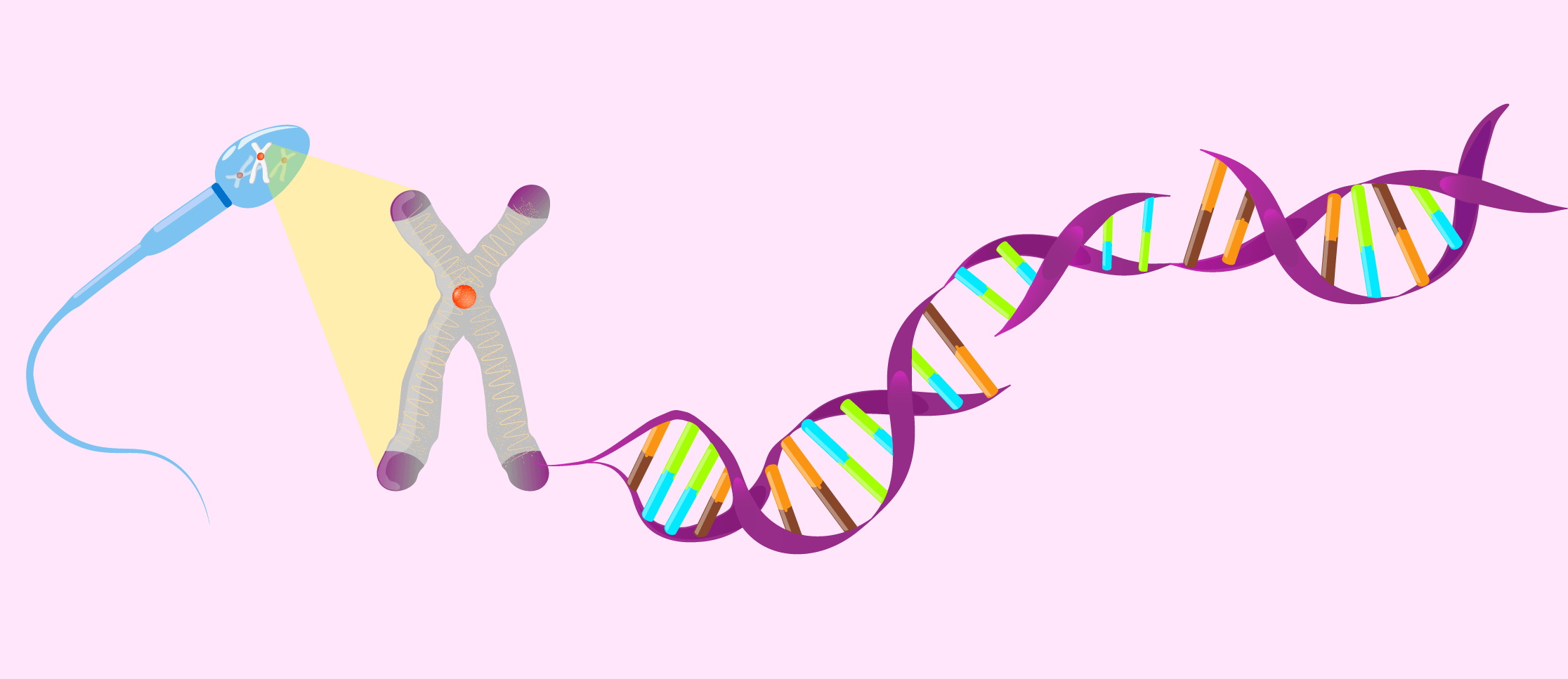 ДНК-фрагментация сперматозоидов