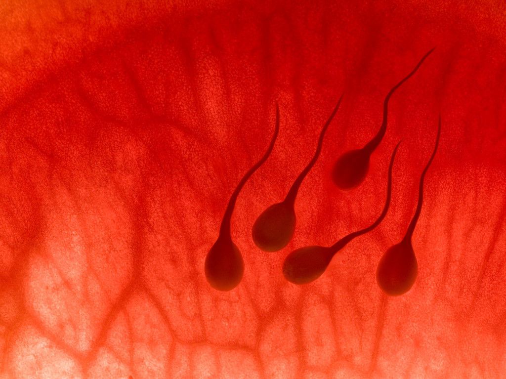 Причины крови в сперме: в каких случаях это опасно