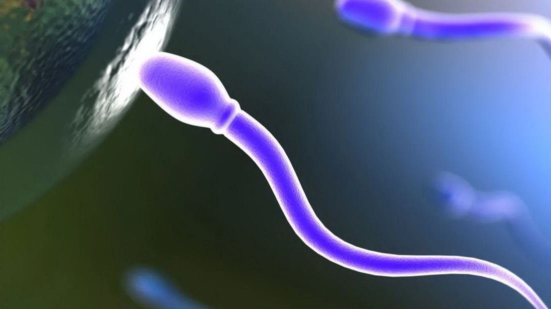Повышение качества спермы